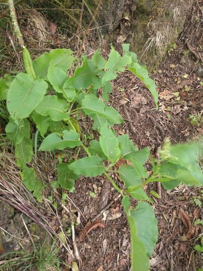 Rumex albescens, photographed by Kevin Faccenda