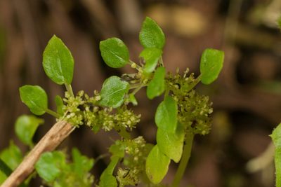 Pilea peploides, photographed by Kevin Faccenda