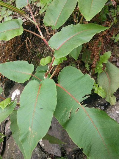 Rumex albescens, photographed by Kevin Faccenda