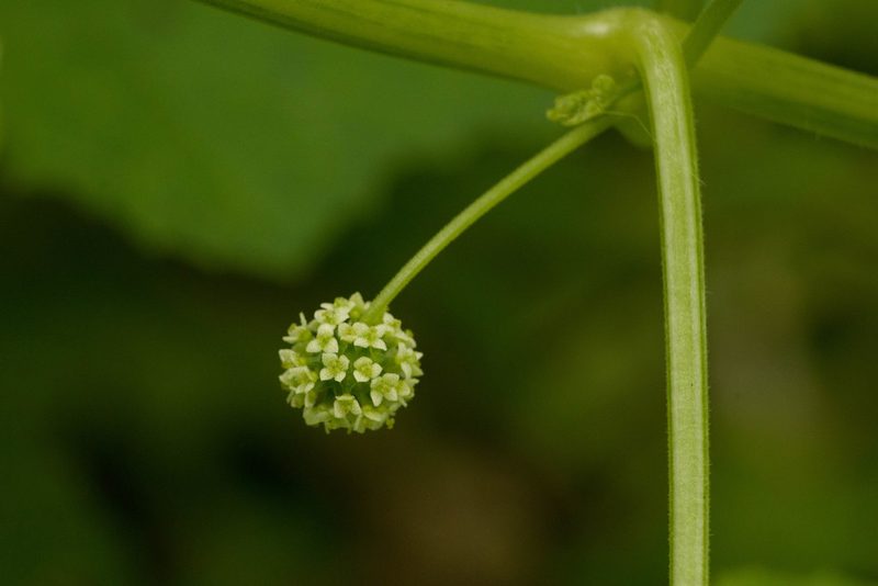 Sicyos pachycarpus, photographed by Kevin Faccenda