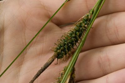 Carex wahuensis, photographed by Kevin Faccenda