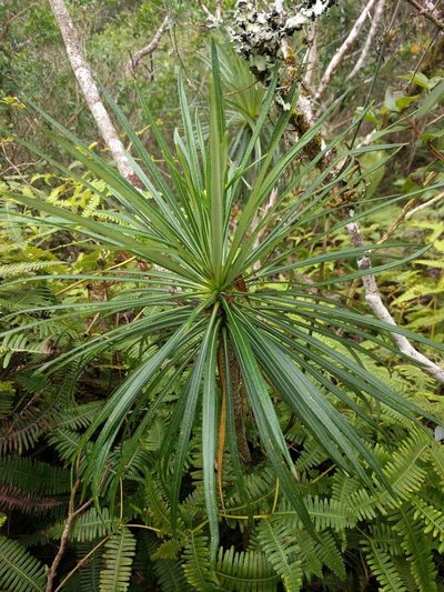 Lobelia yuccoides, photographed by Kevin Faccenda