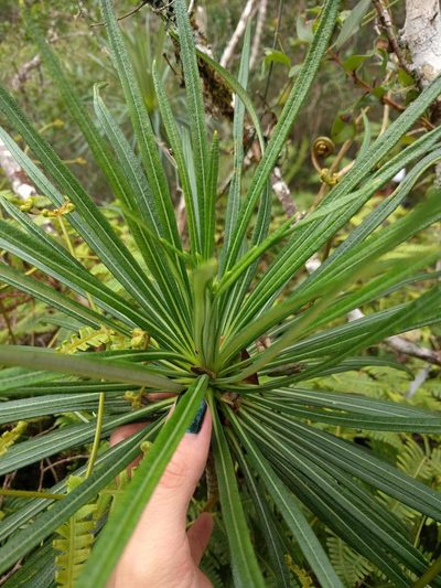 Lobelia yuccoides, photographed by Kevin Faccenda
