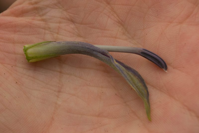 Lobelia yuccoides, photographed by Kevin Faccenda