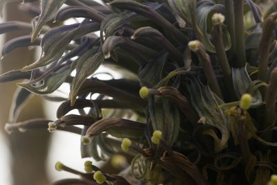 Lobelia yuccoides, photographed by Kevin Faccenda