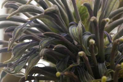 Lobelia yuccoides, photographed by Kevin Faccenda