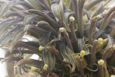 Lobelia yuccoides, photographed by Kevin Faccenda