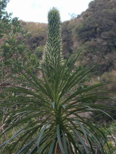 Lobelia yuccoides, photographed by Kevin Faccenda