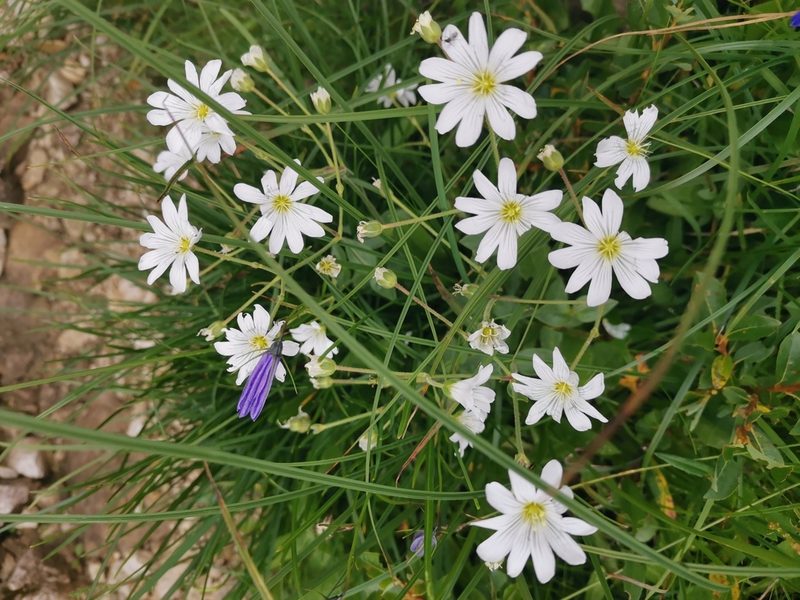 Cerastium carinthiacum, photographed by Ljaž