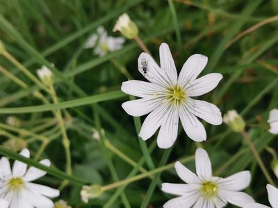 Cerastium carinthiacum, photographed by Ljaž