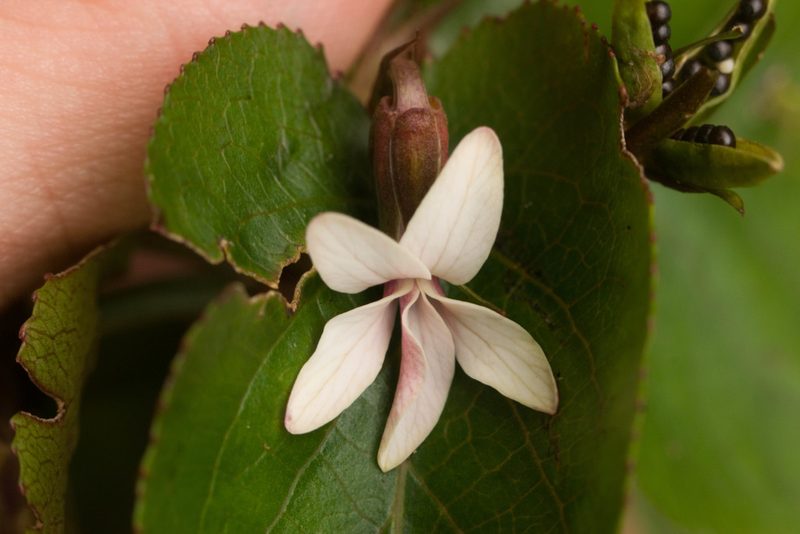 Viola chamissoniana, photographed by Kevin Faccenda