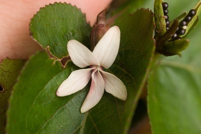 Viola chamissoniana, photographed by Kevin Faccenda