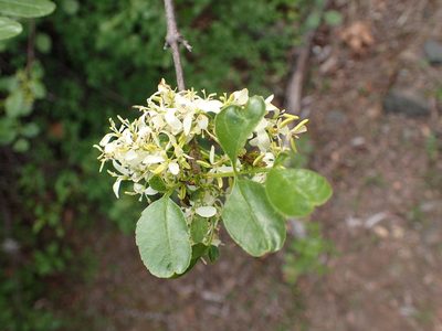 Fraxinus dipetala, photographed by George Williams