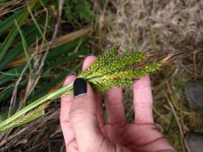 Carex wahuensis, photographed by Kevin Faccenda