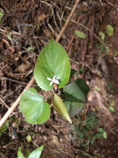 Viola chamissoniana, photographed by Kevin Faccenda
