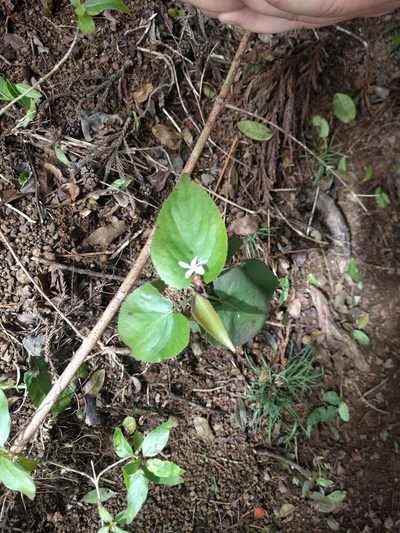 Viola chamissoniana, photographed by Kevin Faccenda