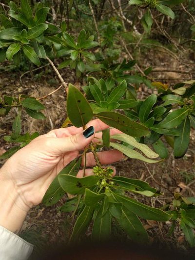 Coprosma longifolia, photographed by Kevin Faccenda