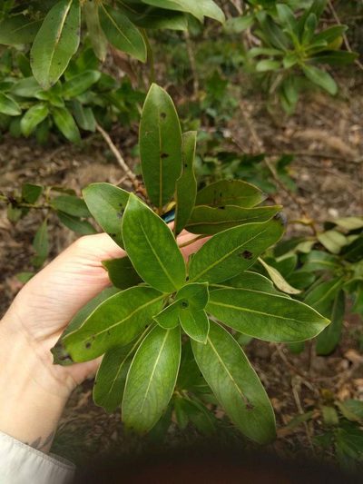 Coprosma longifolia, photographed by Kevin Faccenda
