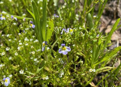 Porterella carnosula, photographed by Peter Garber