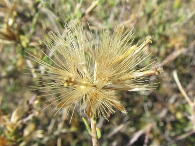 Pegolettia retrofracta, photographed by douglaseustonbrown