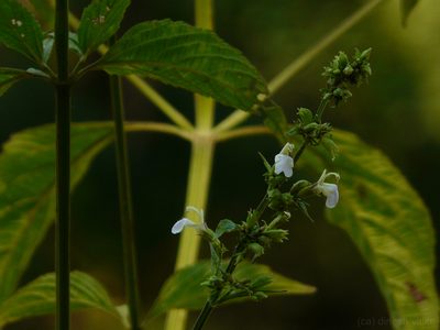 Anisomeles heyneana, photographed by Dinesh Valke