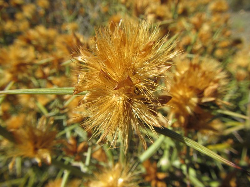 Hoplophyllum spinosum, photographed by douglaseustonbrown