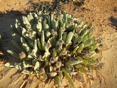 Cheiridopsis denticulata, photographed by douglaseustonbrown