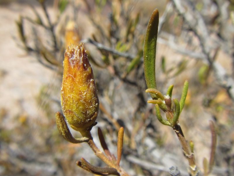 Pteronia pillansii, photographed by douglaseustonbrown