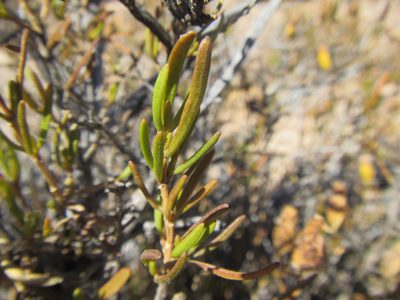 Pteronia pillansii, photographed by douglaseustonbrown