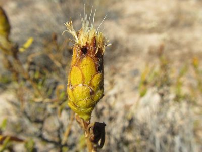 Pteronia pillansii, photographed by douglaseustonbrown