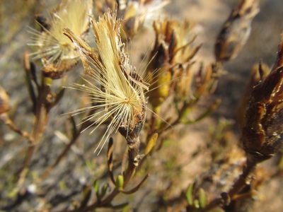 Pteronia pillansii, photographed by douglaseustonbrown