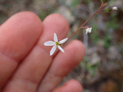 Lithophragma cymbalaria, photographed by George Williams
