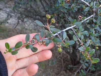 Ceanothus megacarpus, photographed by George Williams