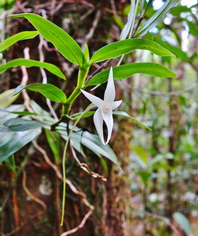 Angraecum mauritianum, photographed by Thibaud Aronson