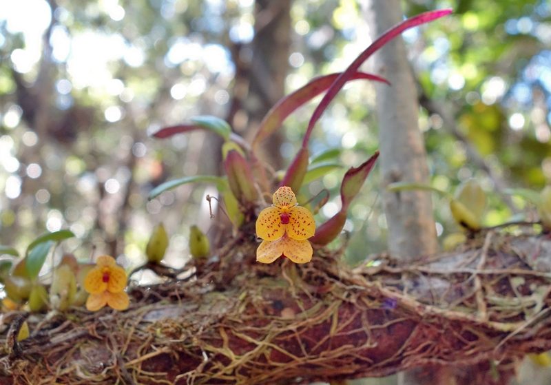 Bulbophyllum analamazoatrae, photographed by Thibaud Aronson