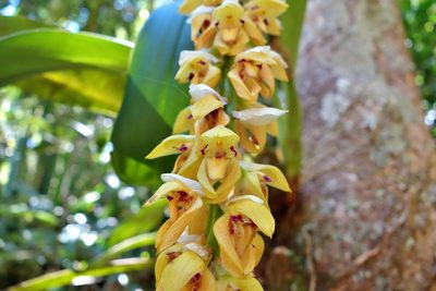 Bulbophyllum occlusum, photographed by Thibaud Aronson