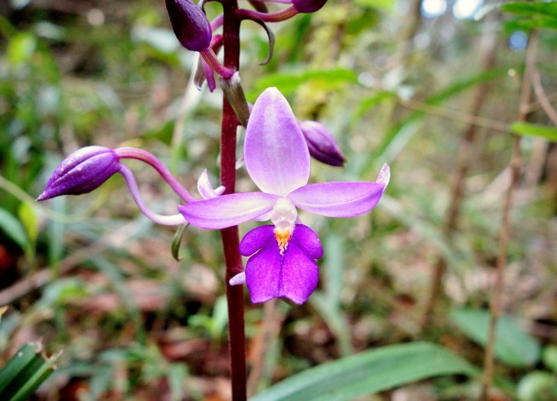 Calanthe madagascariensis, photographed by Thibaud Aronson