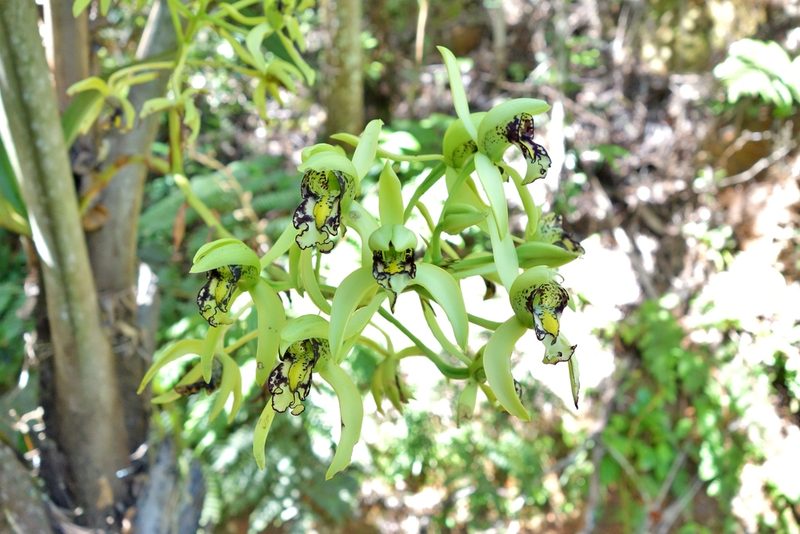 Eulophia falcigera, photographed by Thibaud Aronson