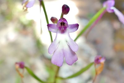 Cynorkis fastigiata, photographed by Thibaud Aronson