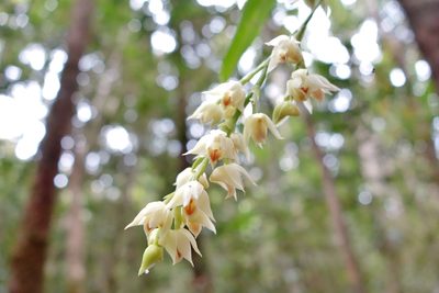 Polystachya cultriformis, photographed by Thibaud Aronson