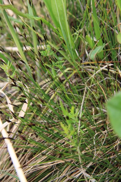 Schoenus ferrugineus, photographed by Полина Полежанкина