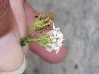 Selago levynsiae, photographed by sharndreheuvel