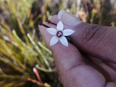 Prismatocarpus fruticosus, photographed by sharndreheuvel