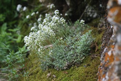 Draba podolica, photographed by Полина Полежанкина