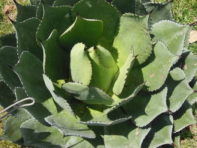 Agave chiapensis, photographed by Neptalí Ramírez Marcial