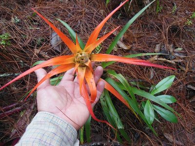 Tillandsia lautneri, photographed by Neptalí Ramírez Marcial
