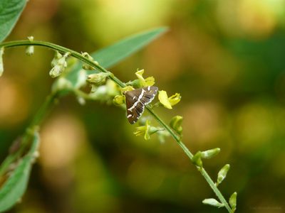 Crotalaria leptostachya, photographed by Dinesh Valke