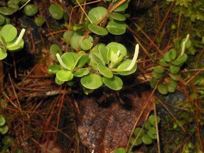 Peperomia berlandieri, photographed by Neptalí Ramírez Marcial