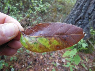 Quercus benthamii, photographed by Neptalí Ramírez Marcial
