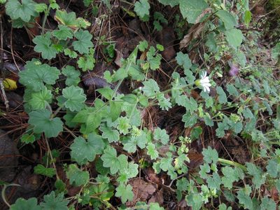 Alchemilla pectinata, photographed by Neptalí Ramírez Marcial